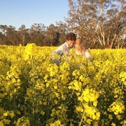 27th Sep 2015 - In the canola