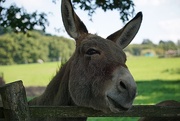 27th Sep 2015 - at the donkey sanctuary