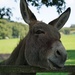 at the donkey sanctuary by quietpurplehaze