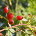 Rose Hips by philhendry