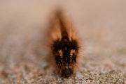 27th Sep 2015 - portrait of a hairy caterpillar
