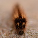 portrait of a hairy caterpillar by christophercox