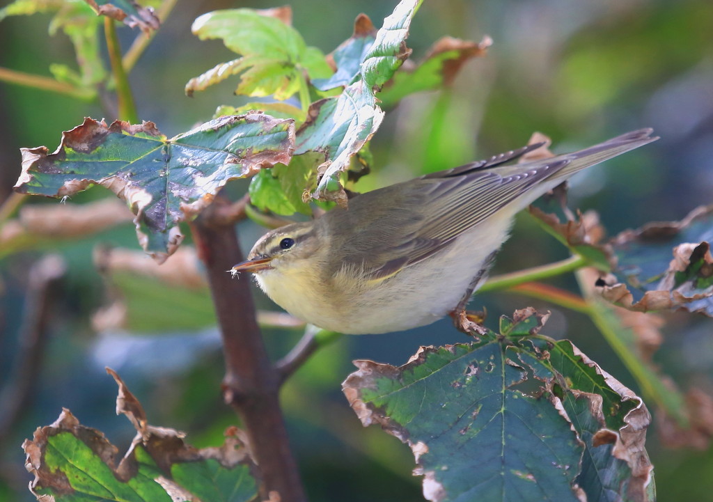 Yellow-Browed Warbler by lifeat60degrees