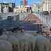 Sheep lane by tomdoel