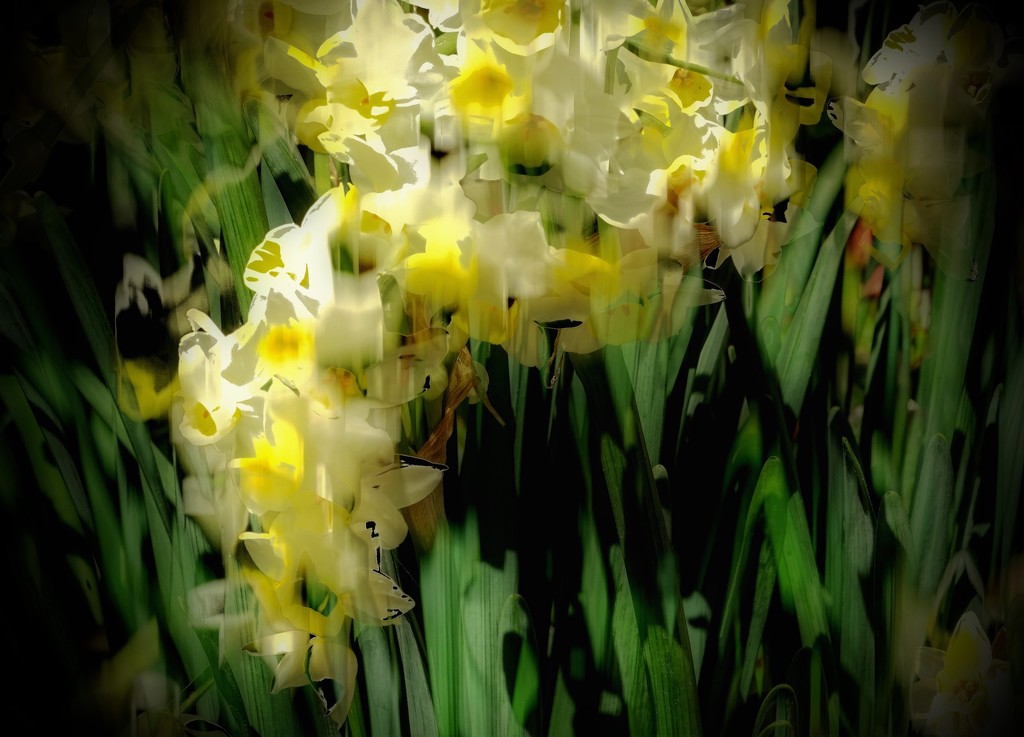 Sliding daffodils by maggiemae