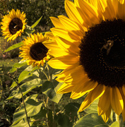 27th Sep 2015 - Sunflowers 