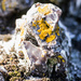 flint and lichen..... by susie1205