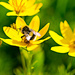 Bumblebee on yellow flower by elisasaeter