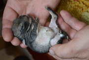 10th Sep 2015 - Baby rabbit 