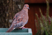 27th Sep 2015 - A Morning Mourning Dove