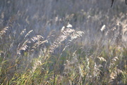 26th Sep 2015 - more prairie grass 