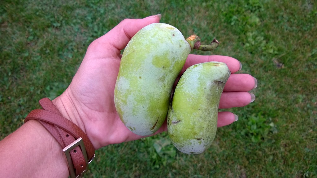 Picking Up Pawpaws  by scoobylou