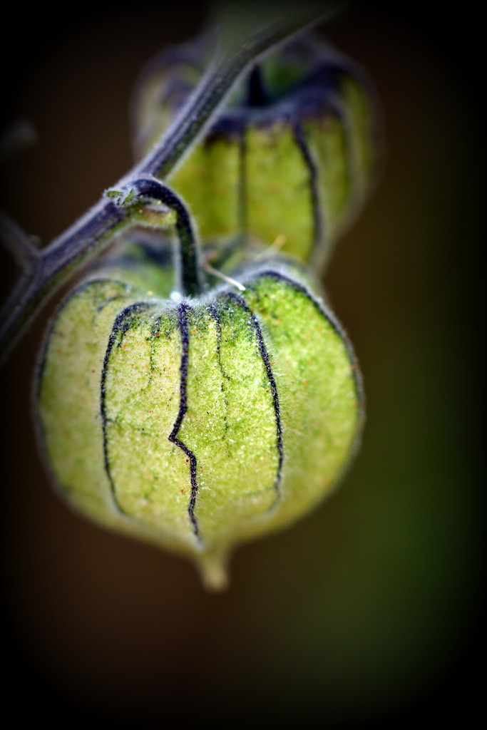 Cape Gooseberries to the Rescue  DSC_1568 by merrelyn
