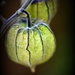 Cape Gooseberries to the Rescue  DSC_1568 by merrelyn