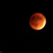 Super Moon Eclipse by harbie