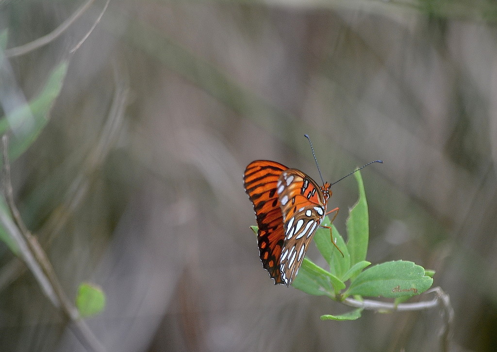 Gulf fritillary by congaree