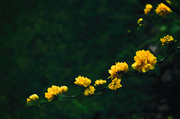28th Sep 2015 - Kerria Japonica - Japanese Yellow Rose