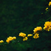 Kerria Japonica - Japanese Yellow Rose by annied