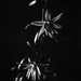 Paroo lily by peterdegraaff