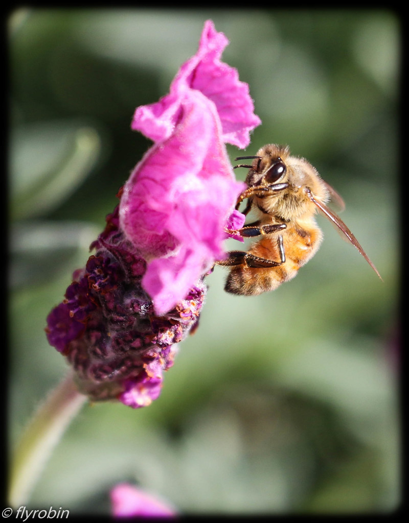 Bee pleasure by flyrobin