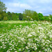 Summer Meadow. by wendyfrost