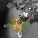 Up To My Eyeballs In Pollen DSC_1660 by merrelyn
