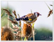 28th Sep 2015 - Goldfinch