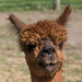 Alpaca Brown Curly Head by rminer