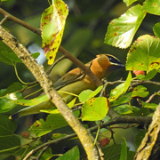 1st Sep 2015 - Cedar Waxwing Mulberry Square