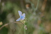 20th Sep 2015 - Blue butterfly
