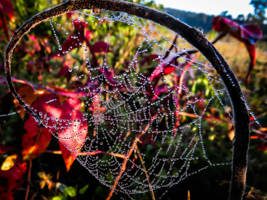 A Dewy Start to the Day by milaniet