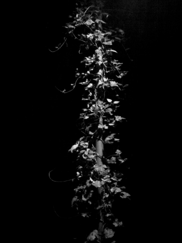 Dark plant. by ivm