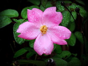 27th Sep 2015 - Pink roses blooming in the rain