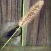 Weeds along my fence by homeschoolmom
