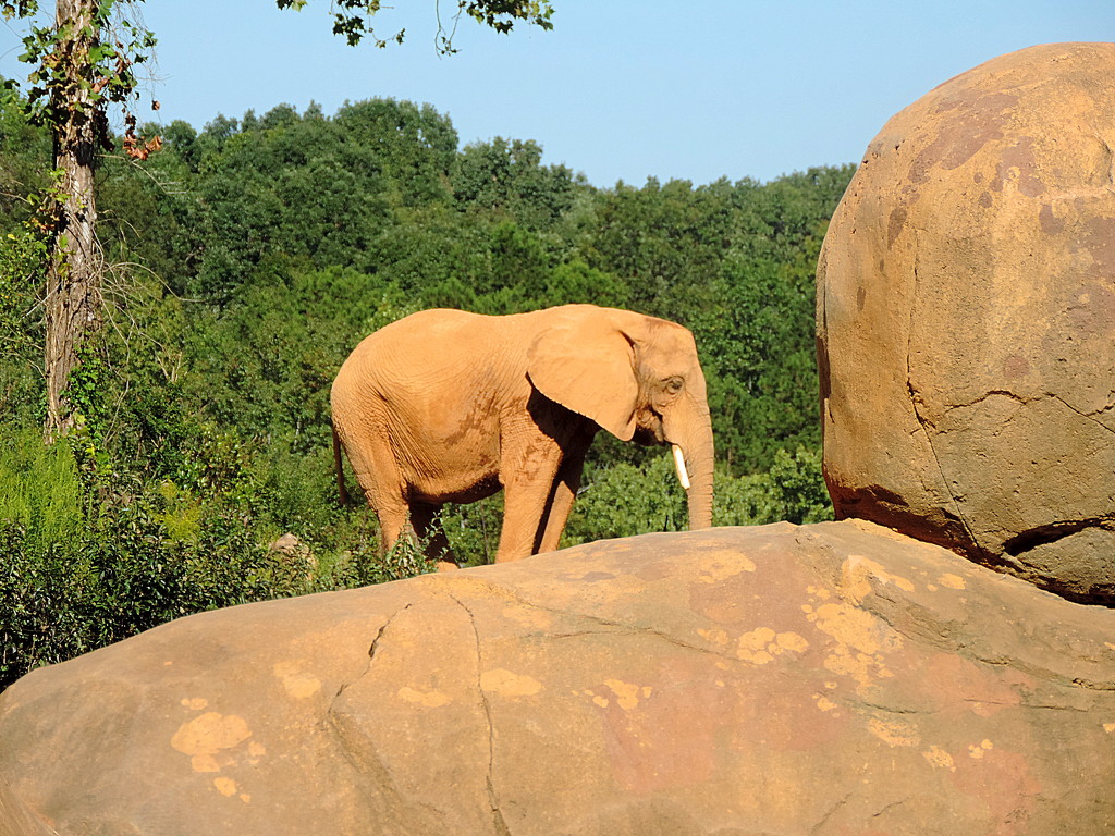 Little orange elephant on a big rock! LOL! by homeschoolmom