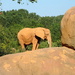 Little orange elephant on a big rock! LOL! by homeschoolmom