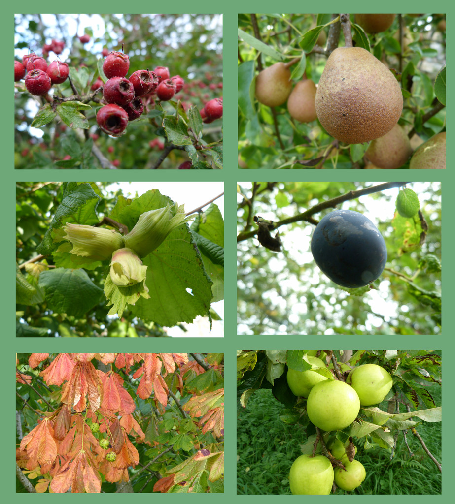 Autumn Fruits by shirleybankfarm