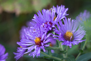 28th Sep 2015 - Asters