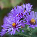 Asters by lindasees