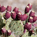 Cactus blooms by jeffjones