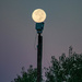 Balancing the Morning Super Moon  by ckwiseman