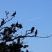 Roosting Cormorants by julienne1