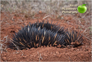 29th Sep 2015 - A meeting with an Echidna