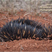 A meeting with an Echidna by kerenmcsweeney
