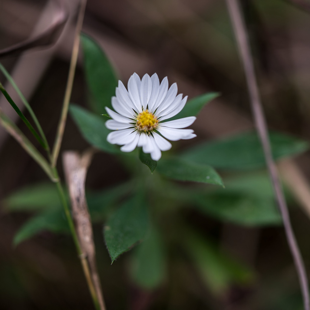 White Ground Flower by rminer