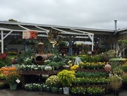29th Sep 2015 - Buying my fall flowers!