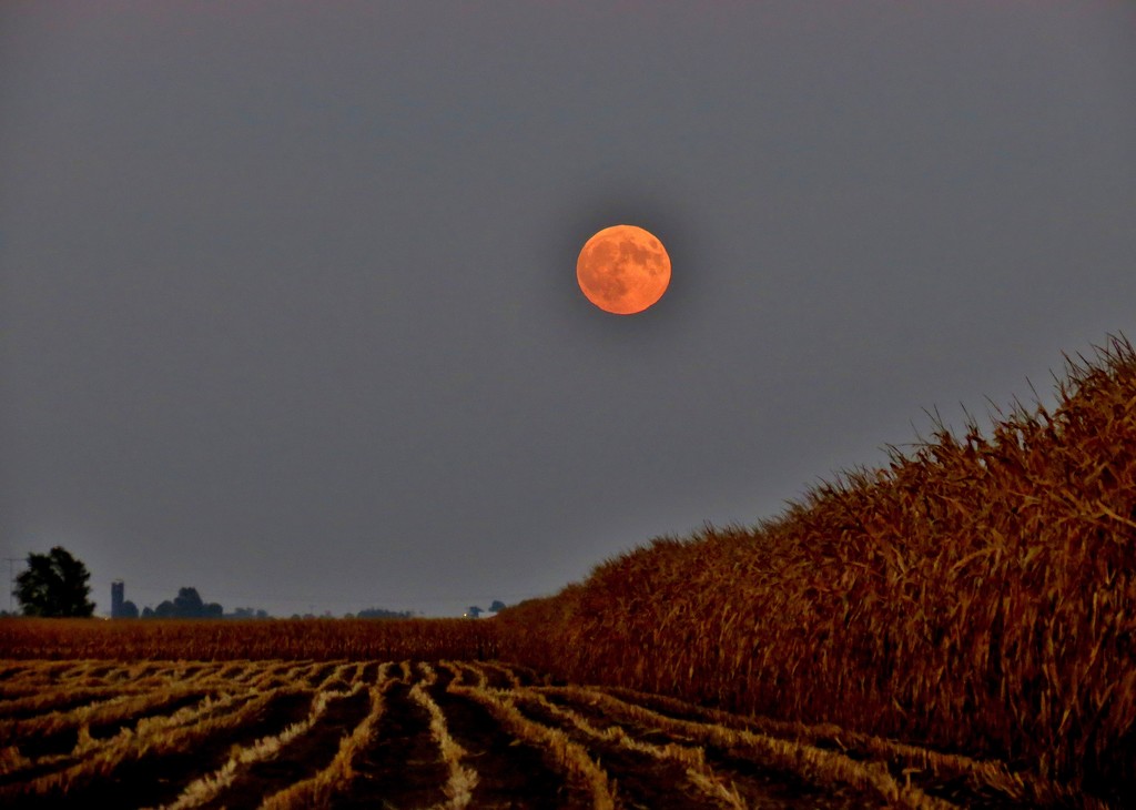 Harvest Moon by lynnz