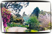 29th Sep 2015 - 2 - Rhododendron Drive