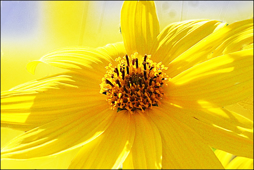 Yellow Sunflower by olivetreeann