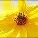 Yellow Sunflower by olivetreeann